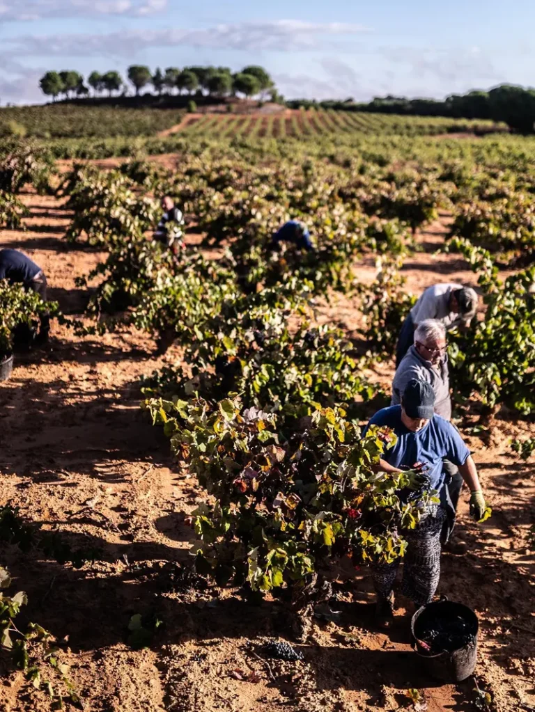 Historia Bodega Andrés Iniesta