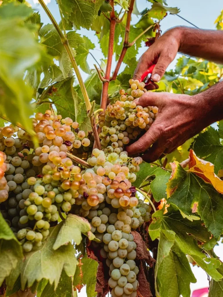 Historia Bodega Andrés Iniesta